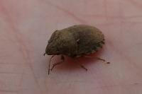 Eurygaster maura