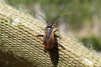 Adelphocoris seticornis