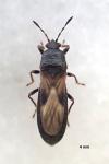 Dimorphopterus spinolae