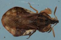 Phymata crassipes