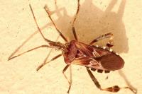 Leptoglossus occidentalis