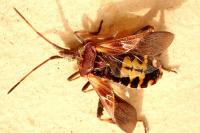 Leptoglossus occidentalis