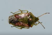 Cyphostethus tristriatus