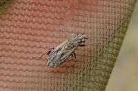 Ortholomus punctipennis