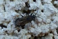 Peritrechus gracilicornis