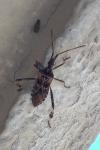Leptoglossus occidentalis