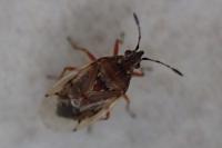 Kleidocerys resedae