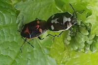 Eurydema oleracea