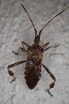 Leptoglossus occidentalis