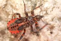 Rhynocoris annulatus