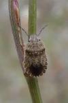 Sciocoris macrocephalus