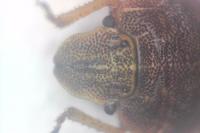 Sciocoris macrocephalus