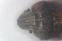 Sciocoris macrocephalus