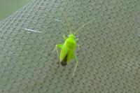 Eurycolpus flaveolus