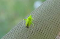 Eurycolpus flaveolus
