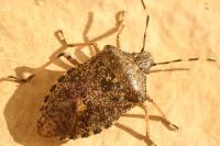 Rhaphigaster nebulosa
