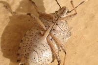 Rhaphigaster nebulosa