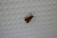 Melanocoryphus albomaculatus