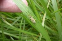 Leptopterna dolabrata