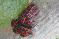 Pyrrhocoris apterus