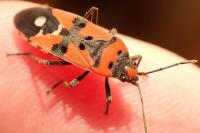 Lygaeus equestris