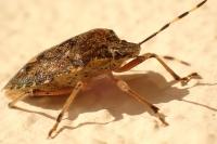 Rhaphigaster nebulosa