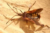 Leptoglossus occidentalis