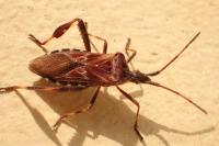 Leptoglossus occidentalis