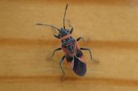 Arocatus roeselii