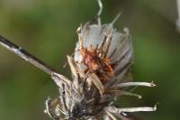 Stictopleurus abutilon