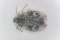 Dictyla humuli
