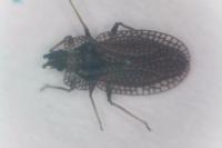 Kalama tricornis