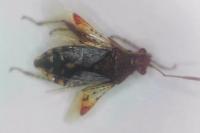 Rhopalus subrufus