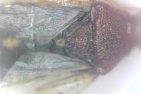 Rhopalus subrufus