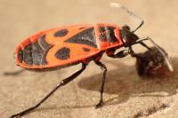 Pyrrhocoris apterus