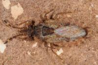 Aradus betulae