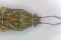Stictopleurus abutilon