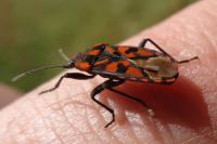 Spilostethus saxatilis
