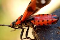 Lygaeus equestris