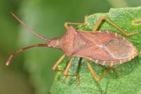 Gonocerus acuteangulatus