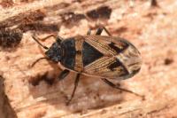 Trapezonotus arenarius arenarius