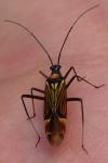Miris striatus