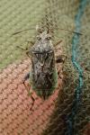 Stictopleurus punctatonervosus