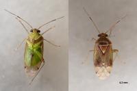 Pinalitus cervinus