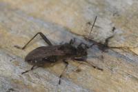 Alydus calcaratus