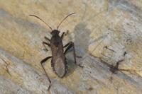 Alydus calcaratus