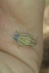 Aelia acuminata