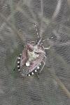 Dolycoris baccarum