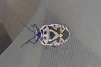 Eurydema ornata