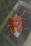 Carpocoris purpureipennis